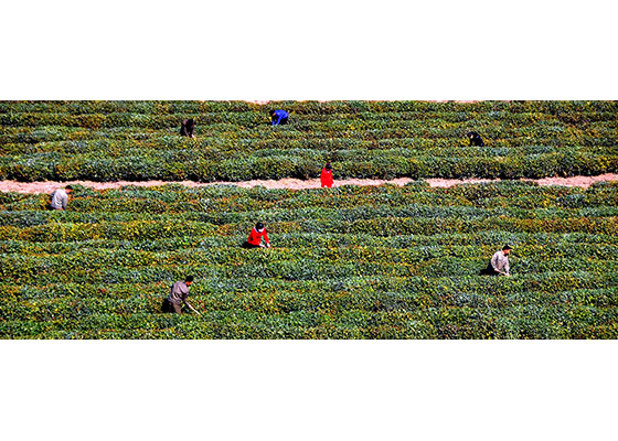 4-꽃펴나는 차문화